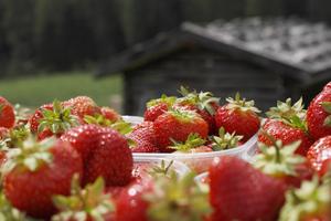 Erntezeit für Beeren und Kirschen in Südtirol: Gute Menge und Qualität trotzt verspäteter Ernte