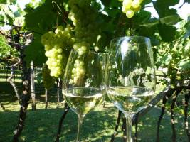 Anfang September bietet das Weinmuseum Verkostungen von Weinen alter Rebsorten an FOTO Weinmuseum