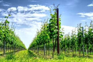 Weinwirtschaft: Neuerungen und Termine für das Jahr 2022