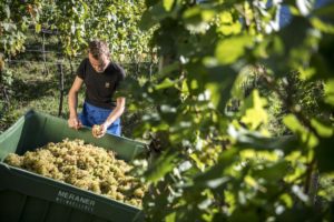 Sektgrundweinernte für den „Südtiroler Sekt Brut Riserva 36“ hat jetzt begonnen